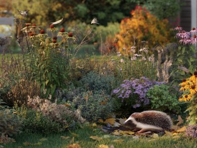 15 robuste Gartenstauden, die Vögel und Igel anlocken – wenn Sie diesen Herbstfehler vermeiden
