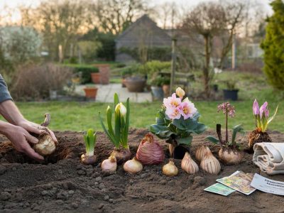 7 Blumenzwiebeln, die du jetzt im März setzen solltest