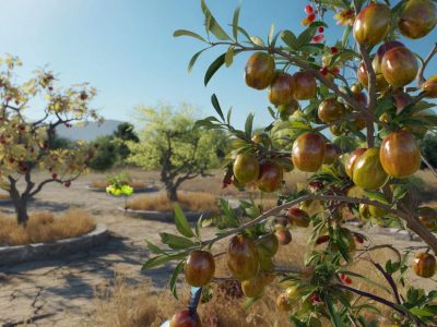 Der Jujube-Baum – Asiens Wunderbaum, der auch in Trockenzeiten Früchte trägt
