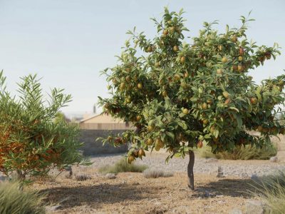 Der Jujubenbaum: Der neue Star für den Trockengarten, der auch bei Dürre Früchte trägt