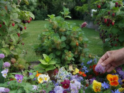 Der neue Garten-Trend: Essbare Blühbeete für Genuss und Wohlbefinden