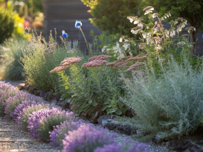 Pflanze vor dem 31. März: 5 ausdauernde Blüher für einen Sommer ohne Gießkanne