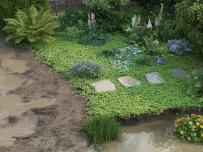Schluss mit dem Schlammgarten: 11 Bodendecker, die nasse Flächen in befestigte Wege verwandeln