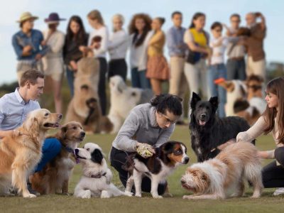 Studie widerlegt den Mythos vom “einfach zu erziehenden” Hund