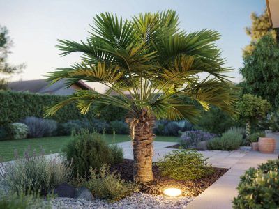 This Frost-Hardy Palm Tree Brings a Touch of the South Seas to Any Garden