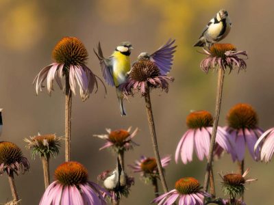Unauffälliges Kraut, große Wirkung: Mit dieser Gartenpflanze ziehen Sie Meisen in Scharen an