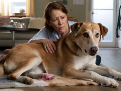 Wenn mein Hund nie jammert – so zeigt er mir heimlich seinen Schmerz