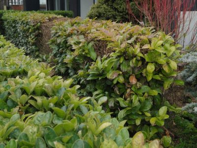 Why Gardeners Will Replace Photinia in 2026 – This Shrub Beats All Hedge Classics