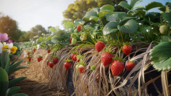 Wie verwelktes Gartenlaub die Erdbeeren schneller reifen lässt