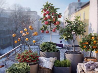 Winziger Balkon, riesige Ernte: Diese Mini-Obstbäume lohnen sich im Winter
